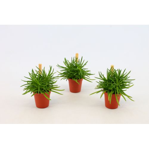 Senecio himalaya 5,5 cm