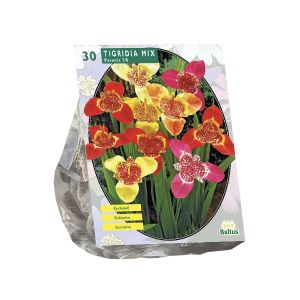 Tigridia Pavonia, Mix per 30