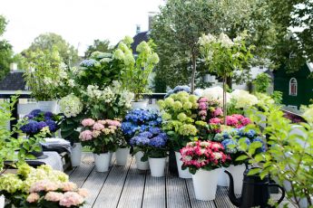 Tuinhortensia