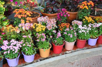 Tuinplanten