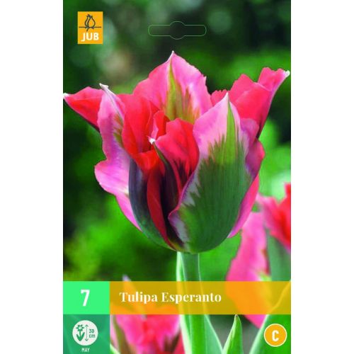 Tulipa Esperanto