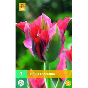 Tulipa Esperanto