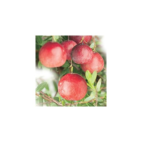 Cranberry Vaccinium macrocarpon Cranberry - afbeelding 2