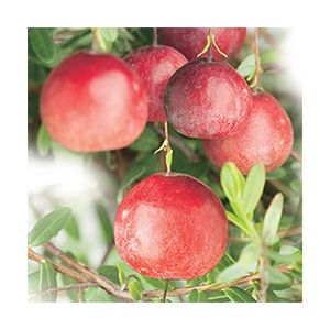 Cranberry Vaccinium macrocarpon Cranberry - afbeelding 2