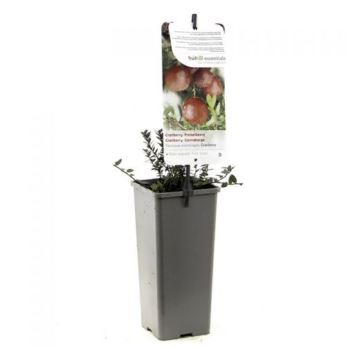 Cranberry Vaccinium macrocarpon Cranberry - afbeelding 3
