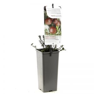 Cranberry Vaccinium macrocarpon Cranberry - afbeelding 3