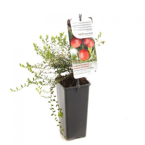Cranberry Vaccinium macrocarpon Cranberry - afbeelding 1