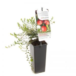Cranberry Vaccinium macrocarpon Cranberry - afbeelding 1
