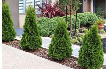 Vaste planten