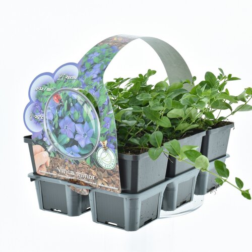 Vinca minor