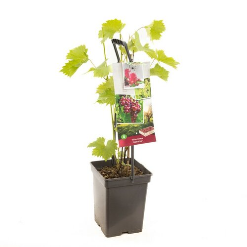 Vitis vin Katharina