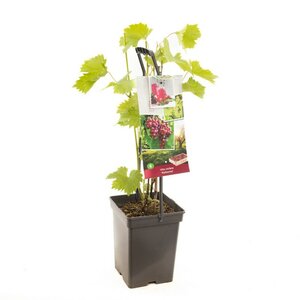 Vitis vin Katharina