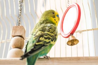 Vogels