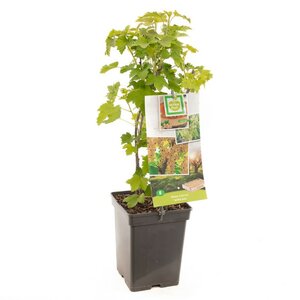 Witte bes Ribes rubrum Witte bes