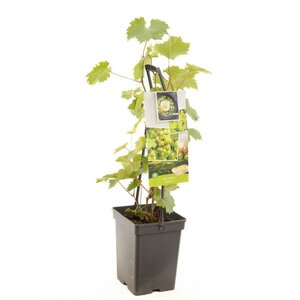 Witte druif Vitis vin. Solaris - draagbeugel
