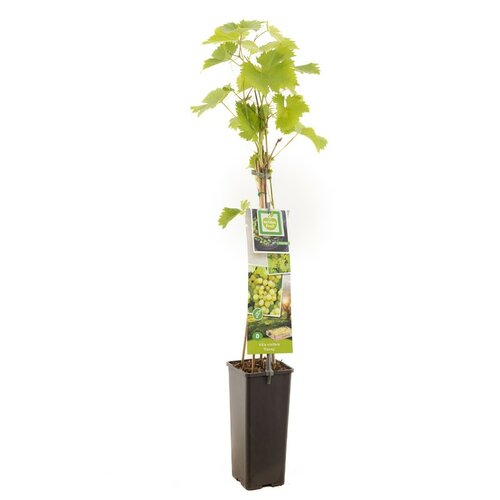 Witte druif Vitis vinifera Fanny