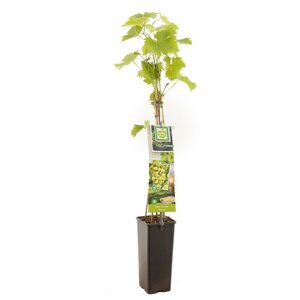 Witte druif Vitis vinifera Fanny