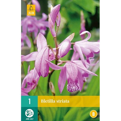 X 1 BLETILLA STRIATA
