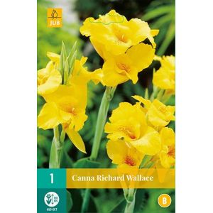 X 1 CANNA RICHARD WALLACE