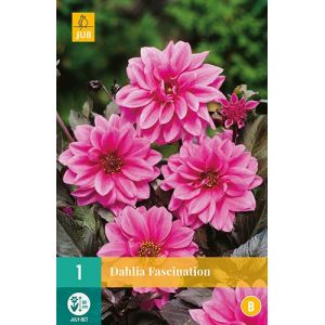 X 1 DAHLIA FASCINATION