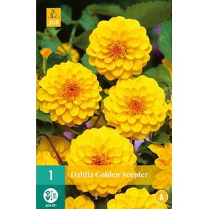 X 1 DAHLIA GOLDEN SCEPTER