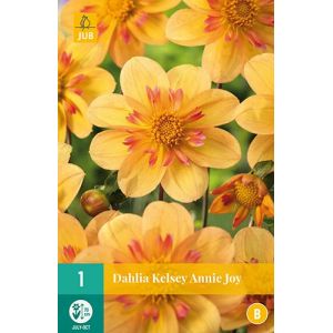 X 1 DAHLIA KELSEY ANNIE JOY