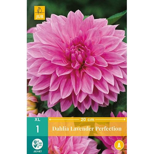 X 1 DAHLIA LAVENDER PERFECTION