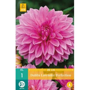X 1 DAHLIA LAVENDER PERFECTION