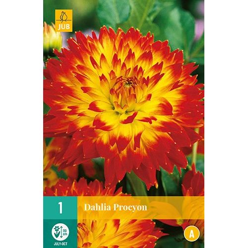 X 1 DAHLIA PROCYON