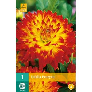 X 1 DAHLIA PROCYON