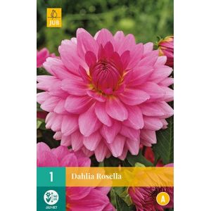 X 1 DAHLIA ROSELLA