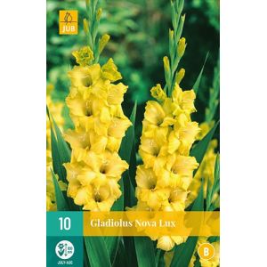 X 10 GLADIOLUS NOVA LUX