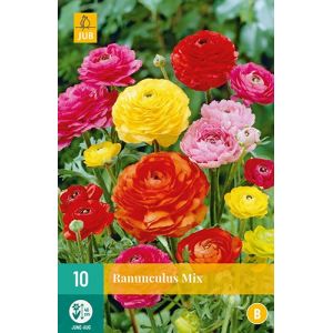 X 10 RANUNCULUS MIX