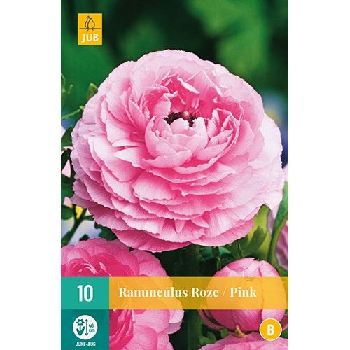 X 10 RANUNCULUS ROZE