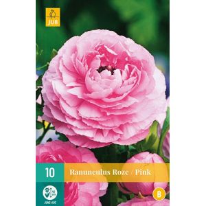 X 10 RANUNCULUS ROZE
