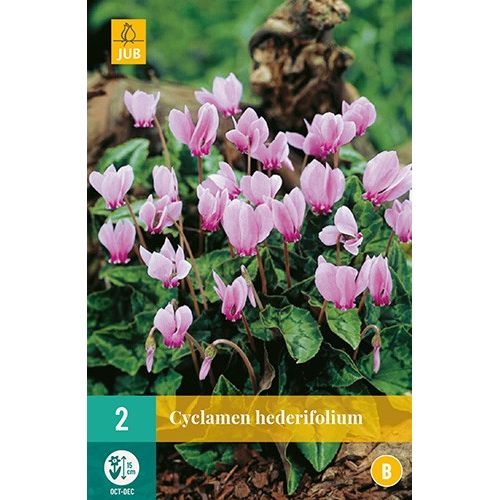 X 2 CYCLAMEN HEDERIFOLIUM