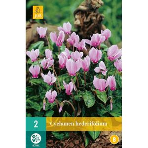 X 2 CYCLAMEN HEDERIFOLIUM