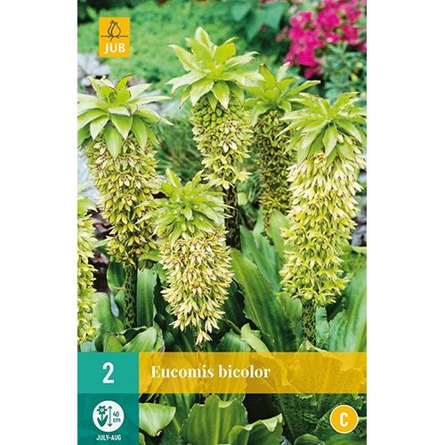 X 2 EUCOMIS BICOLOR