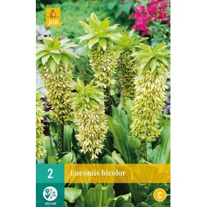 X 2 EUCOMIS BICOLOR