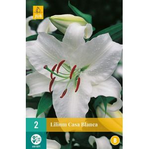 X 2 LILIUM CASA BLANCA