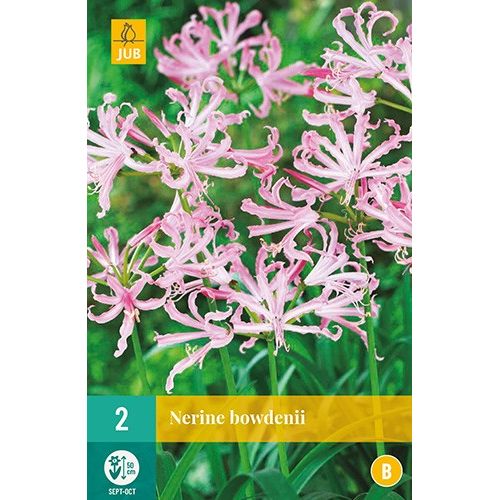 X 2 NERINE BOWDENII