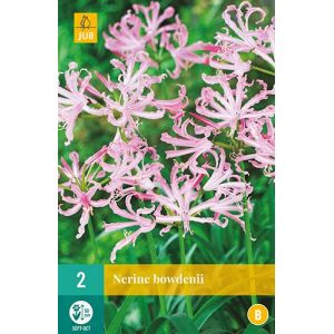 X 2 NERINE BOWDENII