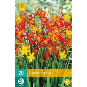 X 20 CROCOSMIA MIX