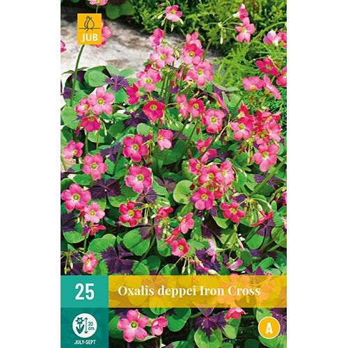 X 25 OXALIS DEPPEI IRON CROSS