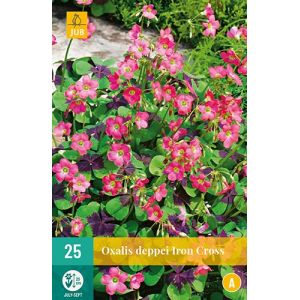 X 25 OXALIS DEPPEI IRON CROSS