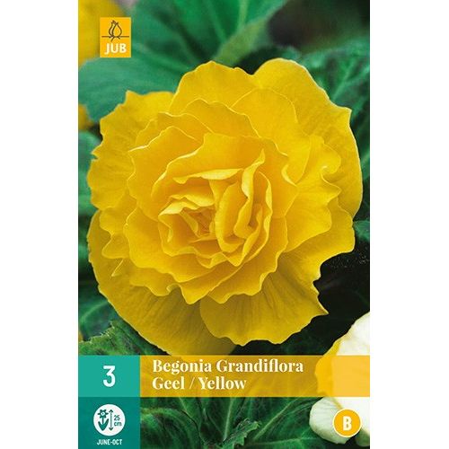 X 3 BEGONIA GRANDIFLORA GEEL