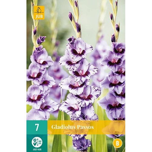 X 7 GLADIOLUS PASSOS