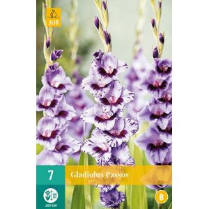 X 7 GLADIOLUS PASSOS