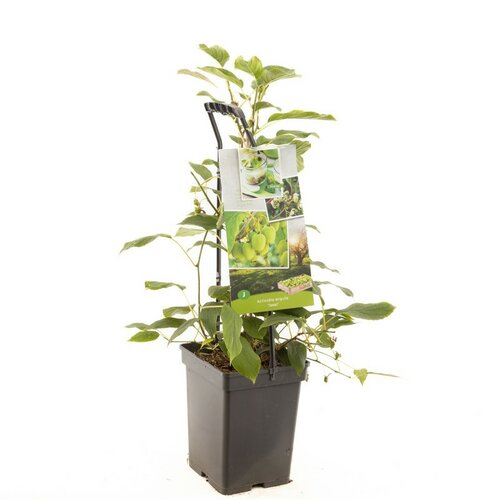 Zelfbestuivende kiwi Actinidia arguta Issai - draagbeuge