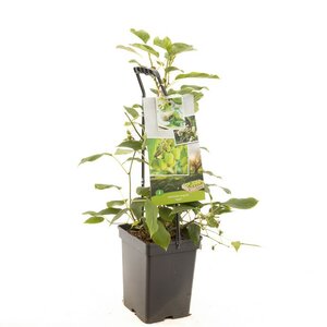 Zelfbestuivende kiwi Actinidia arguta Issai - draagbeuge